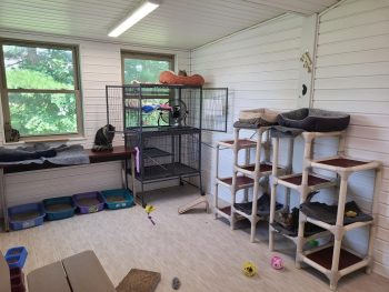 Society's Free Roam Cat Room