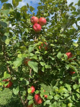 Red apples wait to be picked in a large green tree at Country Road Farms.