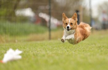 A corgi is off the ground as she chases a white plastic lead.