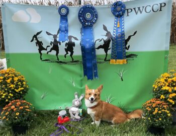 The dog sits in front of three blue ribbons for wins. 