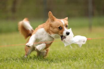 The dog runs and grabs a white plastic lead with her teeth.